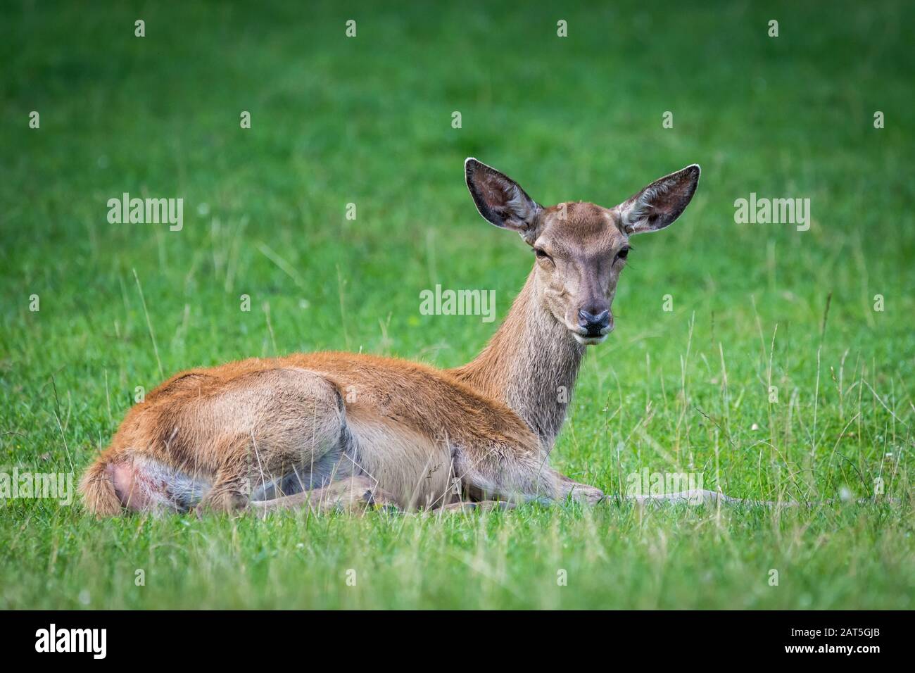 Brauner Deer sitzt auf Wiese Stockfoto