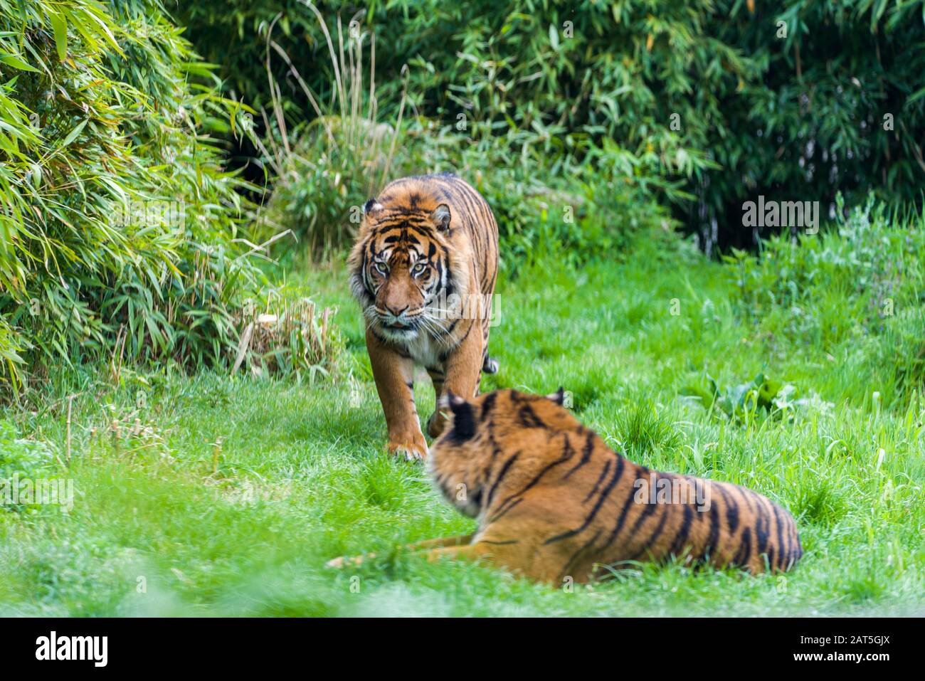 Tiger - Panthera tigris - Nahaufnahme des Porträts. Hart aussehender, männlicher Siberian- oder Amurtiger (Panthera tigris altaica) Stockfoto