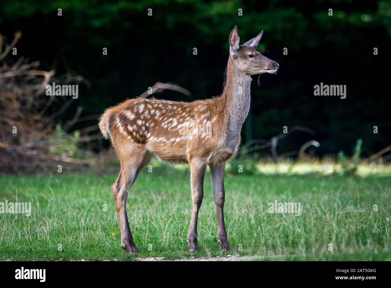 Fallow Deer (Dama dama) auf Meadow Stockfoto