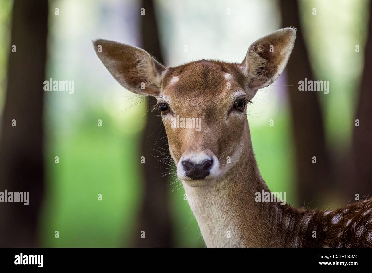 Fallow Deer Female Head Closeup (Dama dama) Stockfoto