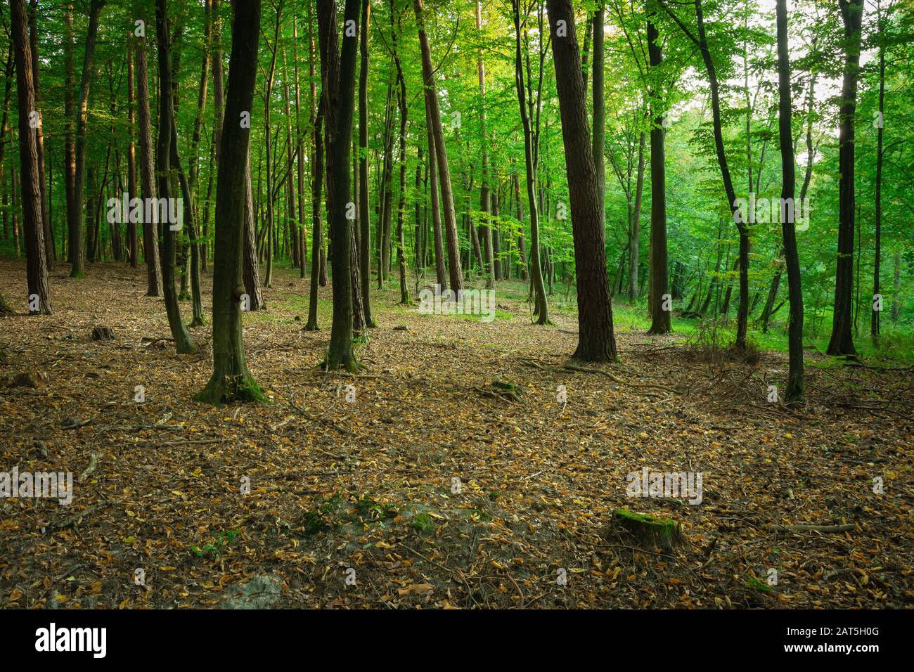 Schöner grüner Laubwald und verfallene gelbe Blätter Stockfoto