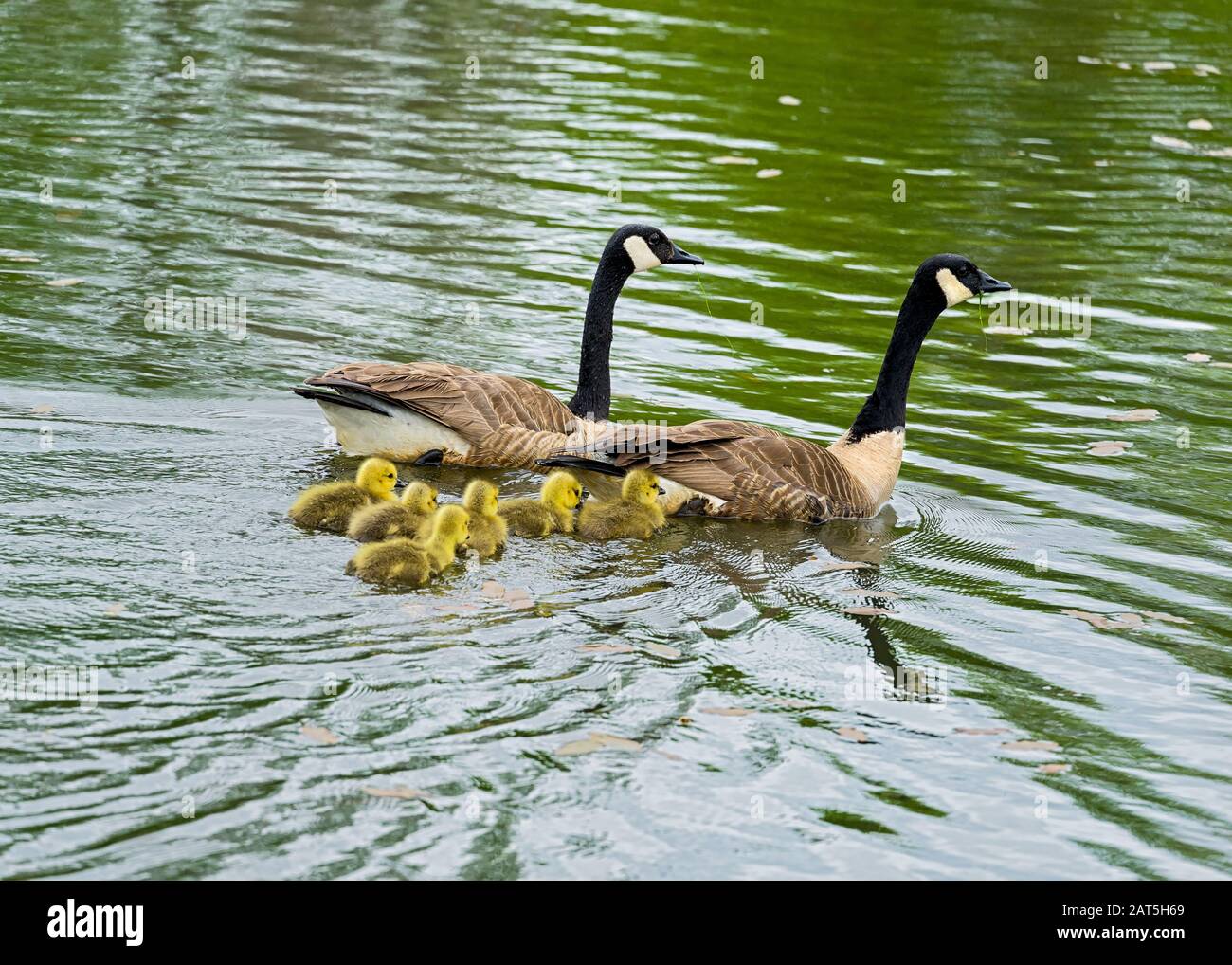 Eine Familie kanadischer Gänse in einem Sumpf oder Teich. Stockfoto