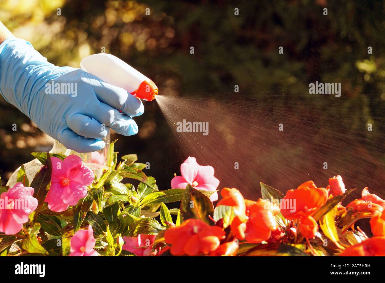 Handscheibe in Aktion. Bekämpfung von Krankheiten und Insekten, die Pflanzen mit dem Spritzen angreifen. Stockfoto