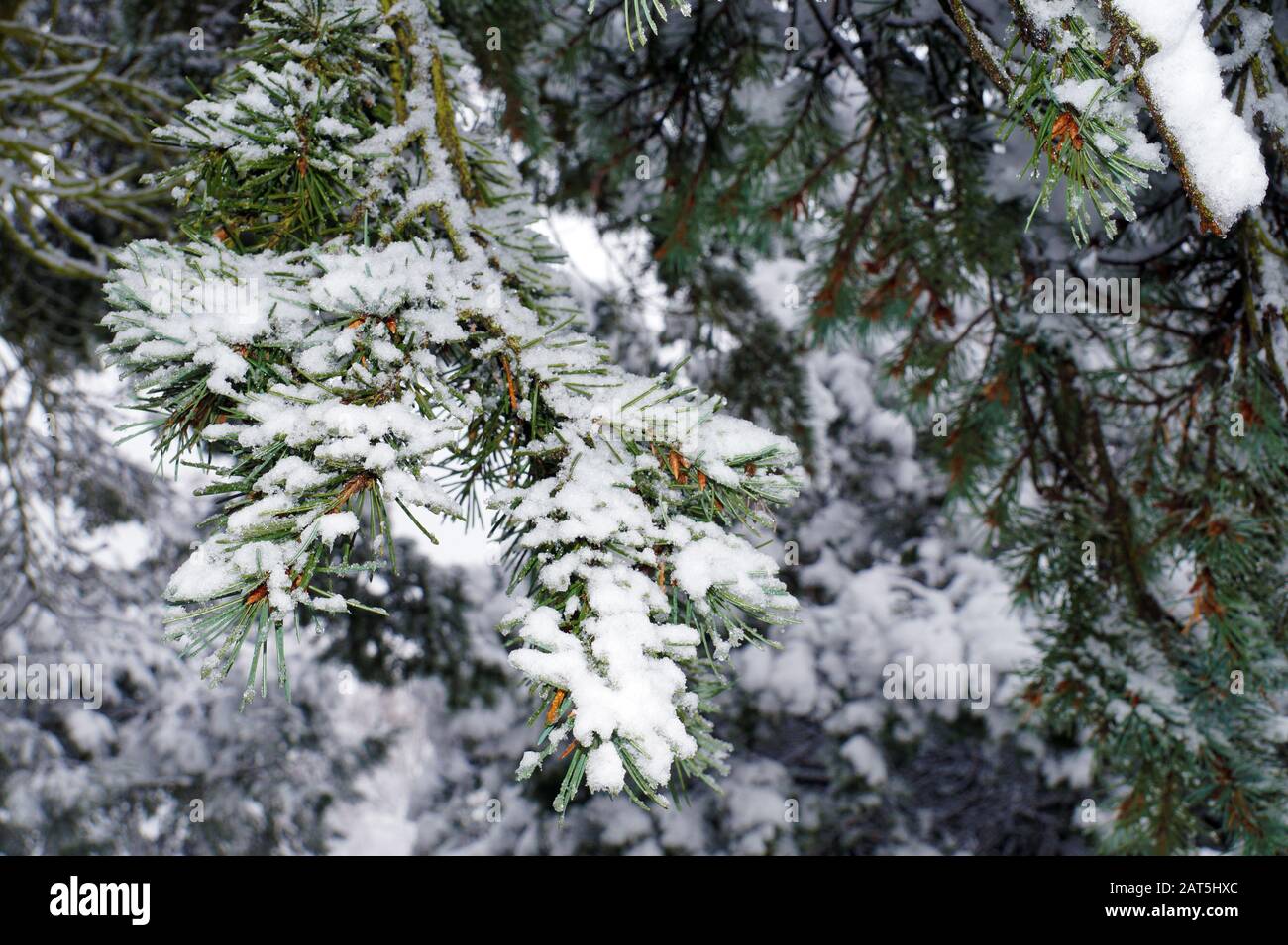 Weihnachtsthemen. Verschneite Kiefernzweige. Winterlandschaft. Stockfoto