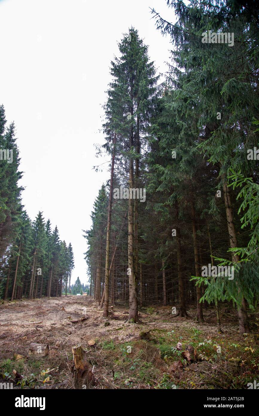 Durch den Wald wurde ein Weg eingeschnitten, um neue Wälder anzupflanzen. Stockfoto