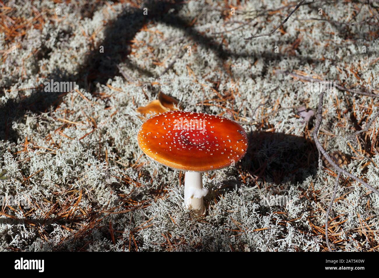 Ein giftiger Pilz, der unter anderem Muskarin enthält. Roter Toadhocker. Stockfoto