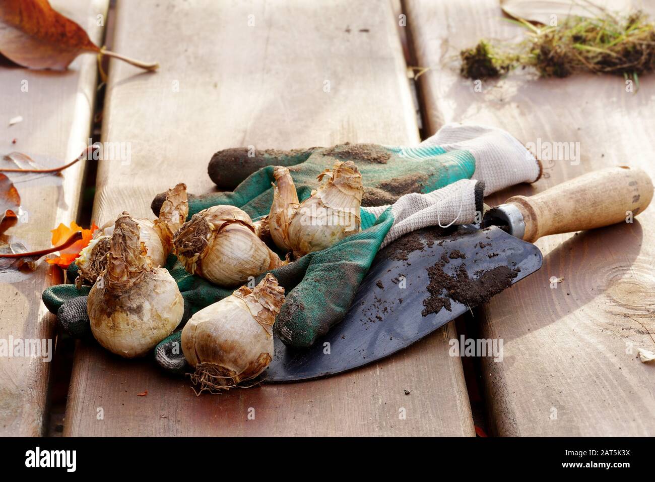 Komposition mit Narzissenzwiebeln, Spachtel und Handschuhen auf einem Holzgartentisch Stockfoto