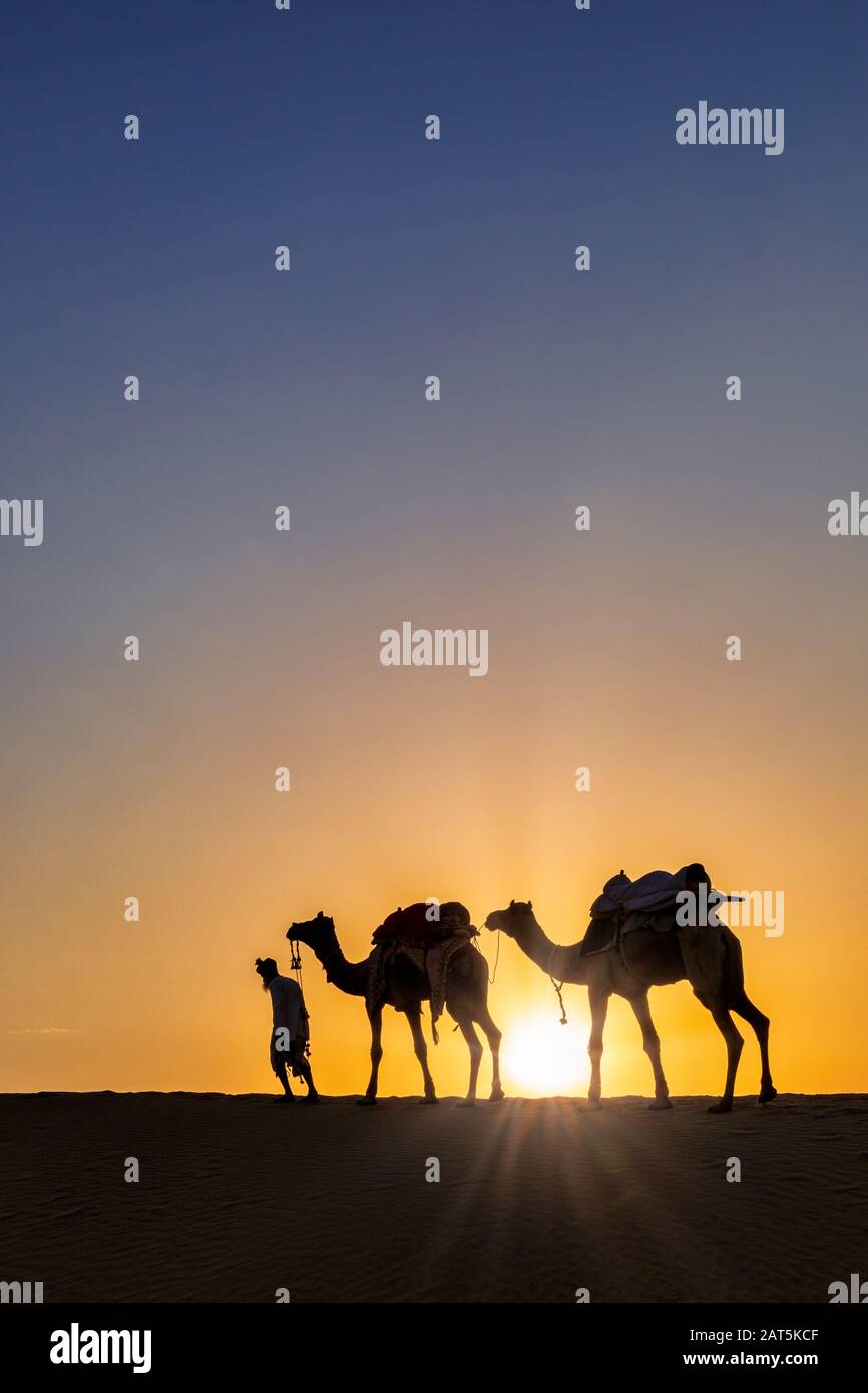 Silhouette des Menschen, der mit seinen Kamelen spaziert, Thar-Wüste, Rajasthan, Indien Stockfoto