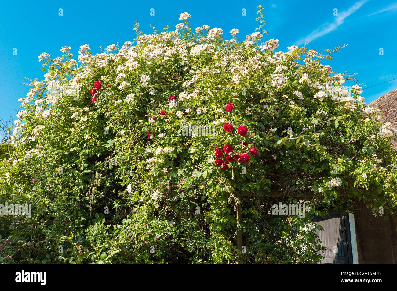 Ein sehr kräftiger Rambler Rose Rosa Wedding Day zeigt seine cremigen weißen Cluster von Einzelrosen und roten Rosa Danse de Feu blüht im Juni in an Stockfoto