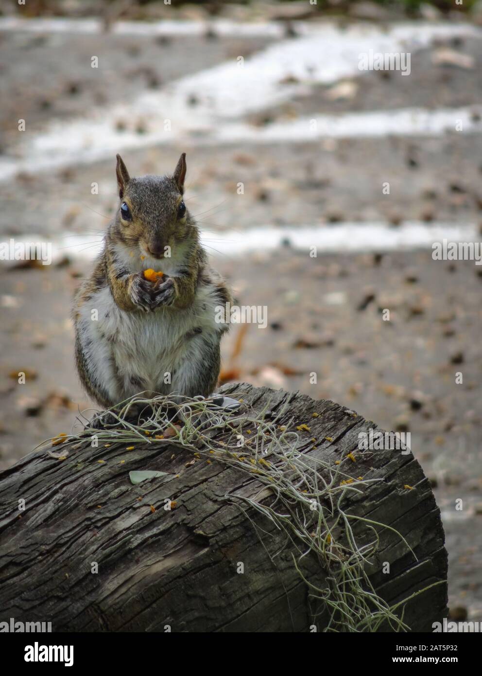 Porträt eines kuriosen, flauschigen Grauhörnchens, das auf dem Baumstumpf steht und eine Nuss isst, während man in die Kamera schaut. Sträucher um seinen Mund. Sandiger Bac Stockfoto