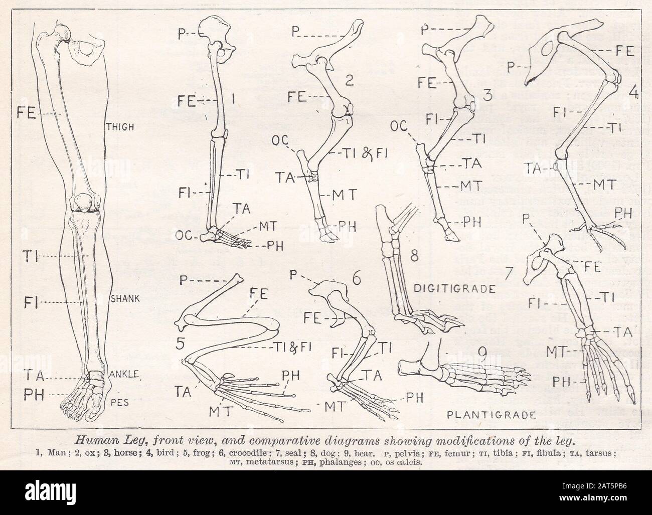 Vintage-Diagramme des menschlichen Beins - Vorderansicht und Vergleichs-Diagramme, die Änderungen des Beins zeigen. Stockfoto