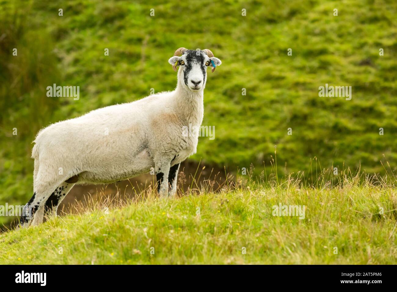 Swaledale Ewe oder weibliche Schafe. Stand in naturbelassener rauer Moorlandschaft. Nach rechts. Swaledale Sheep sind eine in North Yorkshire heimische Rasse. Horizontal. Stockfoto