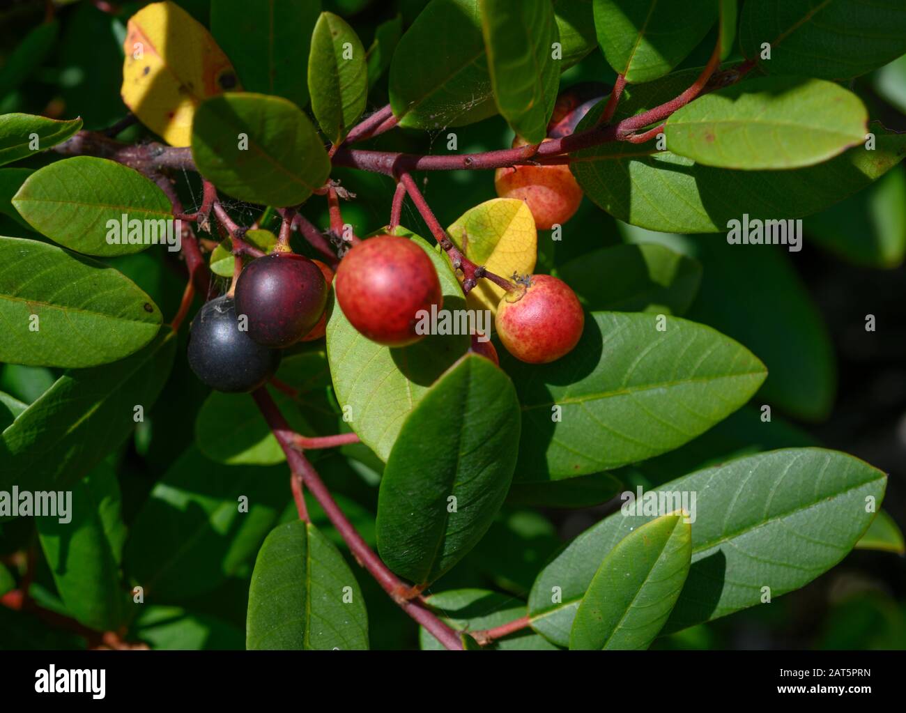 Kaffeebeeren reifen im September im Marina Dunes State Park, MarinaCalifornia Stockfoto