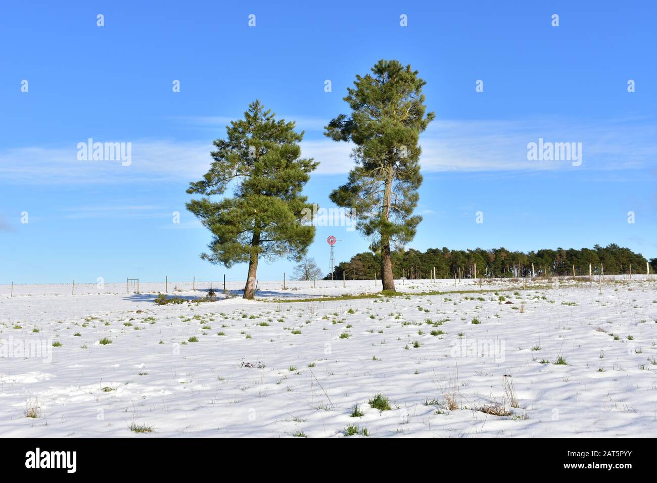 Winterlandschaft mit schneebedecktem Weißfeld, Kiefern und Brunnen mit Windpumpe. Bergregion Ancares, Lugo, Galicien, Spanien. Stockfoto
