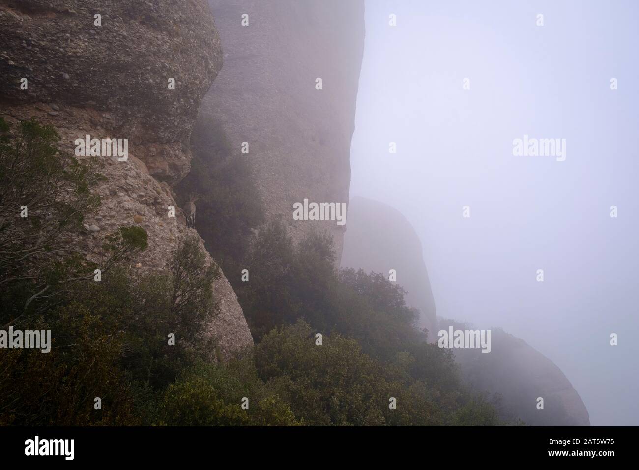 Iberische Wildziege (Capra pyrenaica hispanica) im Lebensraum. Montserrat Naturpark. Katalonien. Spanien. Stockfoto