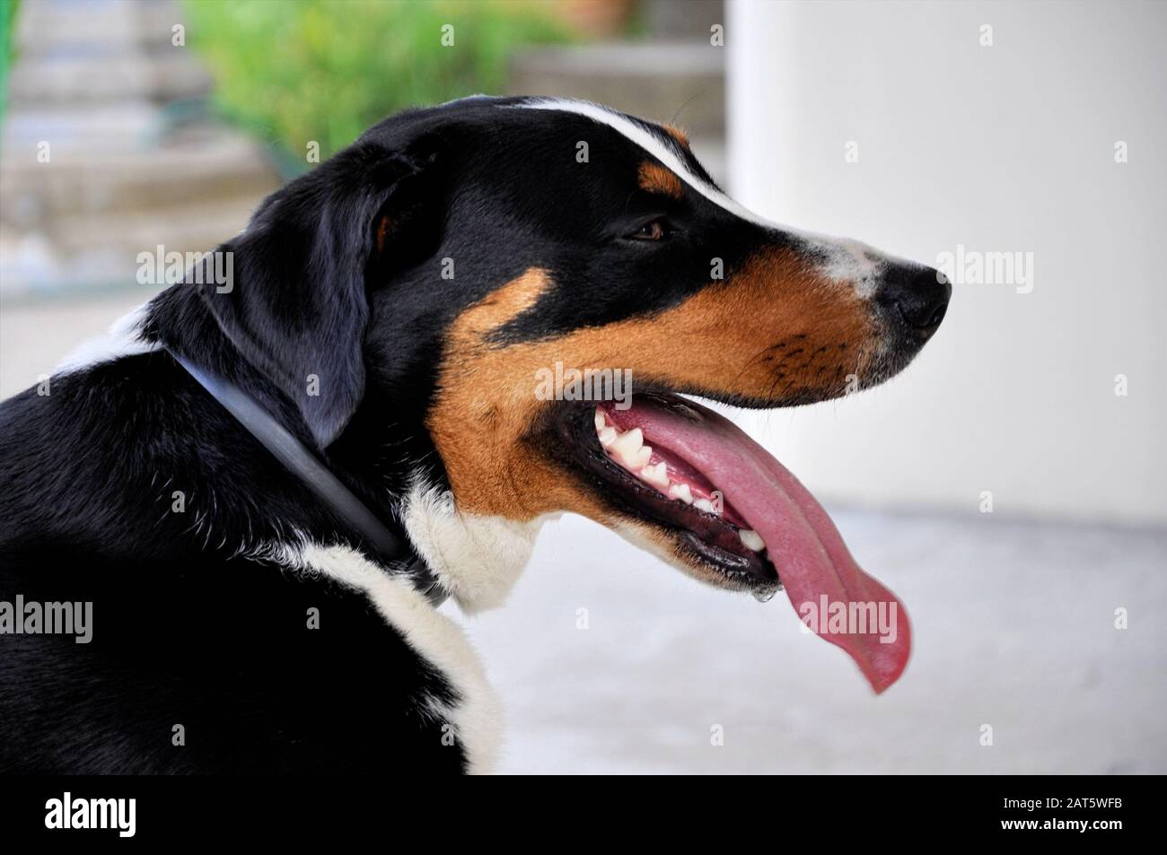 Jungen Sennenhund close-up fröhlicher Blick in den Augen. Stockfoto