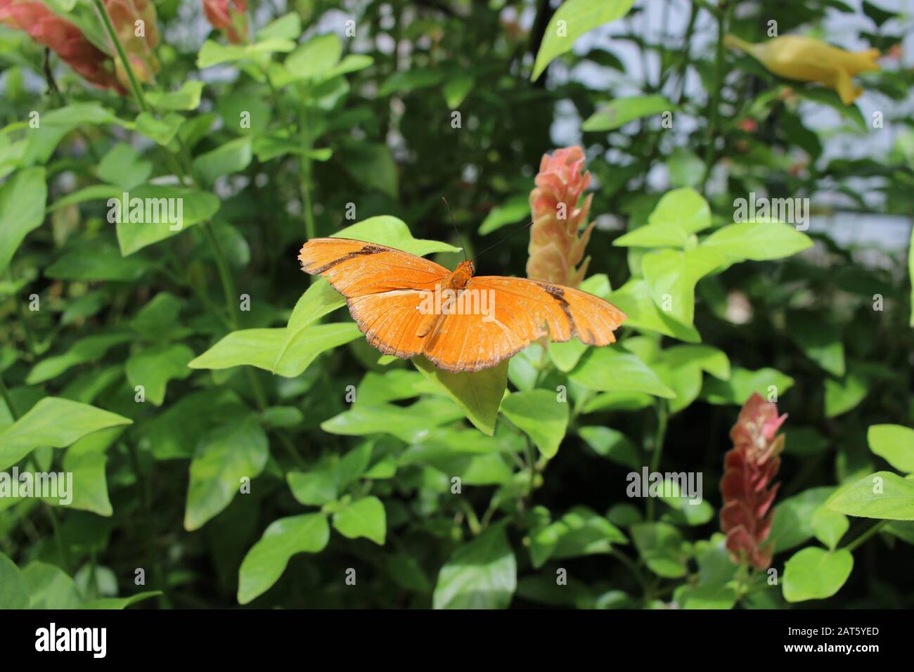 Gelber Schmetterling Mit Blumen Stockfoto