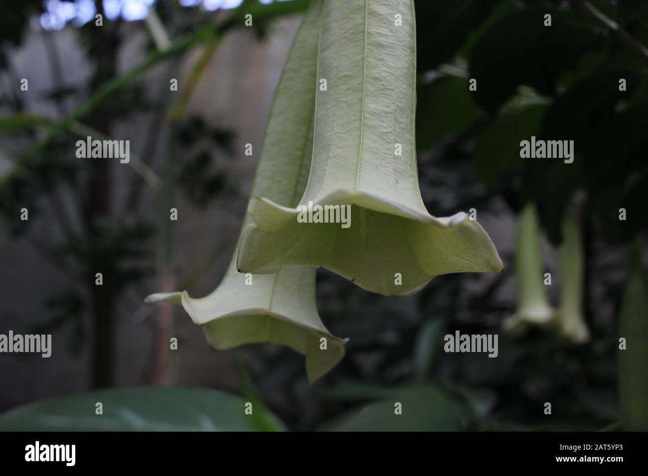 Weiße Blume in Glockenform Stockfoto