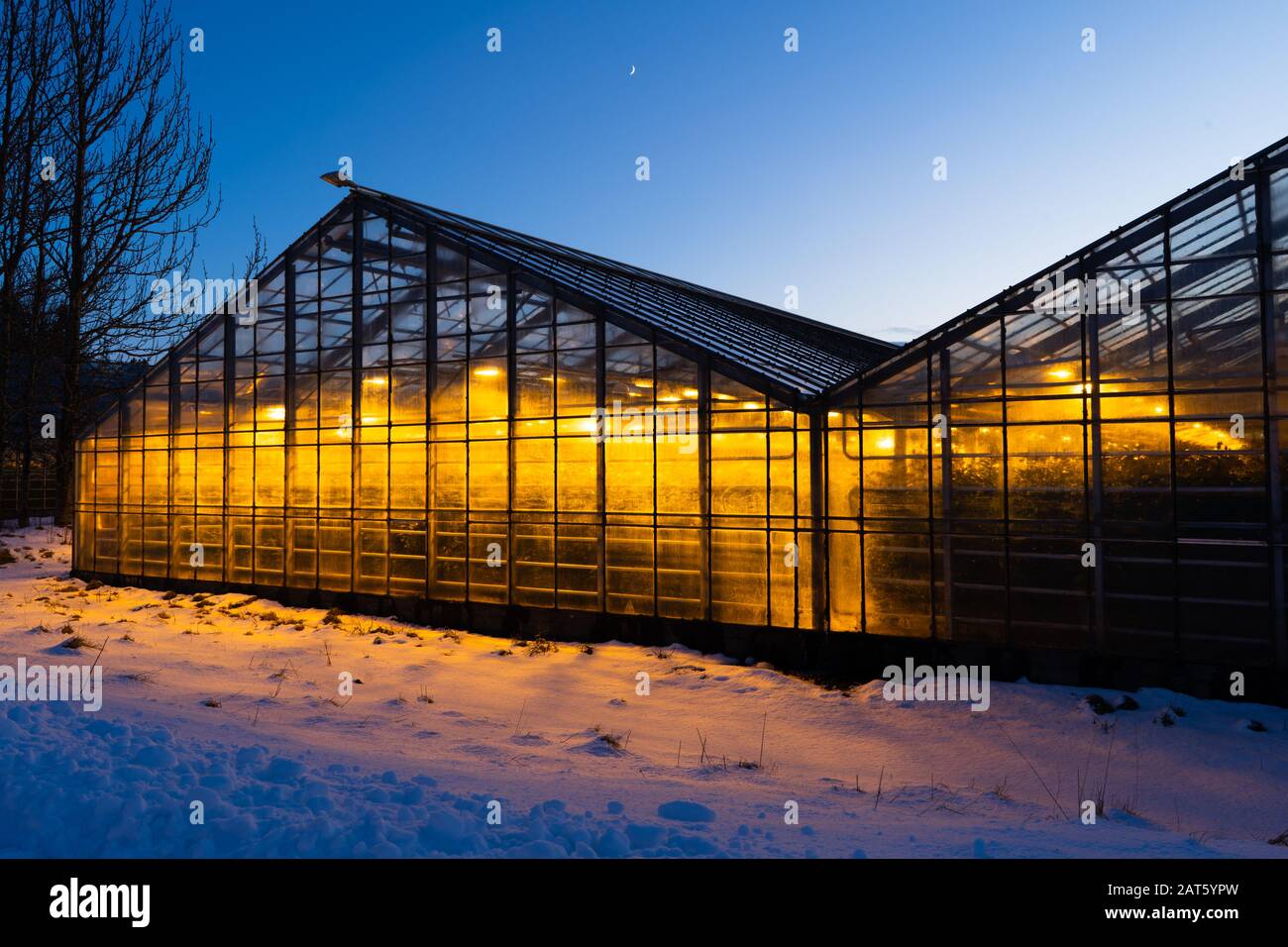 Dank des geothermischen Warmwassers ist Island in der Lage, auch in der Winterzeit, in der es immer dunkel und kalt ist, ganzjährig Pflanzen anzubauen. Wachsen Stockfoto