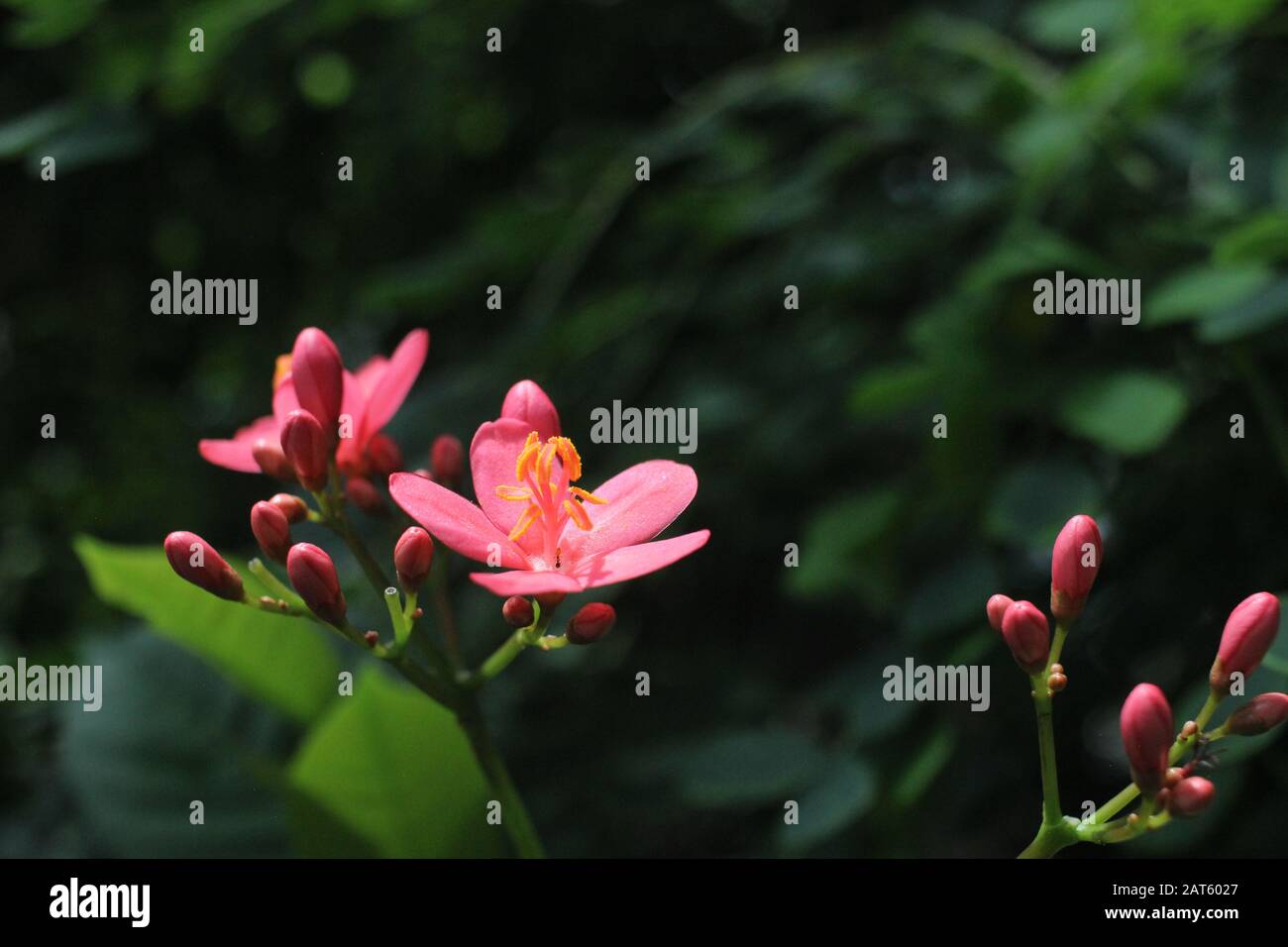 Aufrüttender Pink Blume Stockfoto