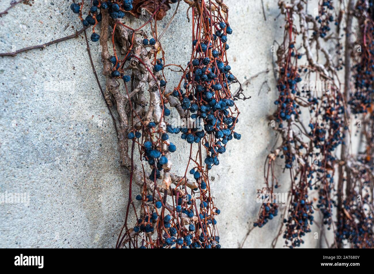 Getrocknete leuchtende blaue Trauben auf braunen und orangefarbenen Reben gegen eine hellgraue Betonwand. Makrofotografie mit verschwommenem Hintergrund bei Tageslicht Stockfoto