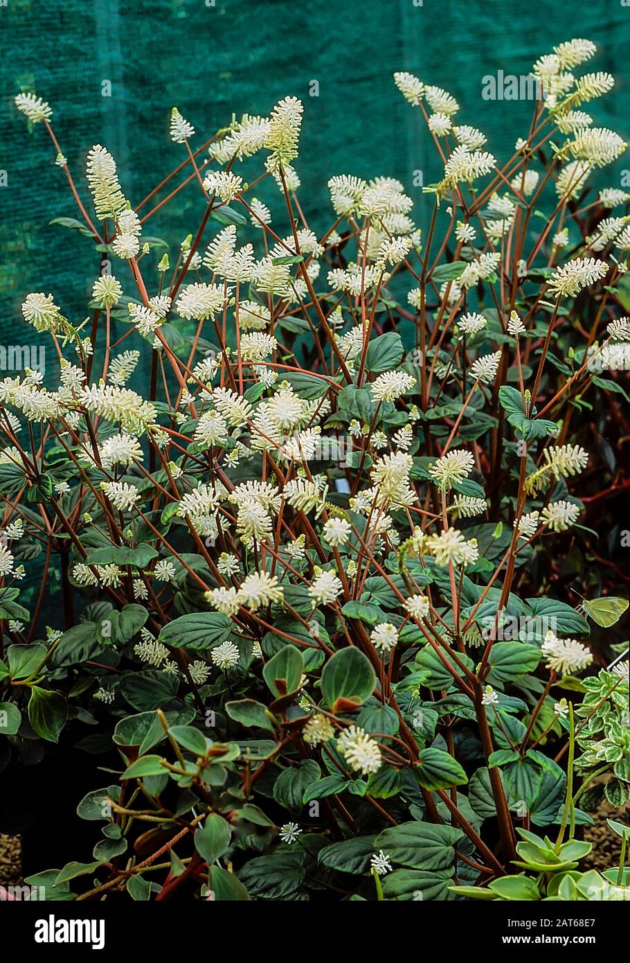 Peperomia resediflora oder Peperomia fraseri ist eine schattenliebende Pflanze, die Stacheln weißer Blumen aufweist. Es ist immergrün, sommerlich blühend und frostweich. Stockfoto