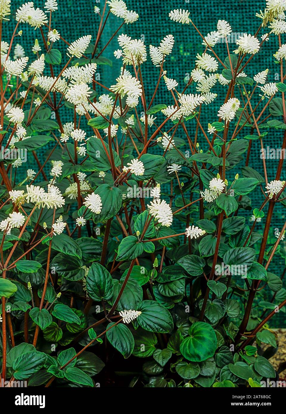 Peperomia resediflora oder Peperomia fraseri ist eine schattenliebende Pflanze, die Stacheln weißer Blumen aufweist. Es ist immergrün, sommerlich blühend und frostweich. Stockfoto