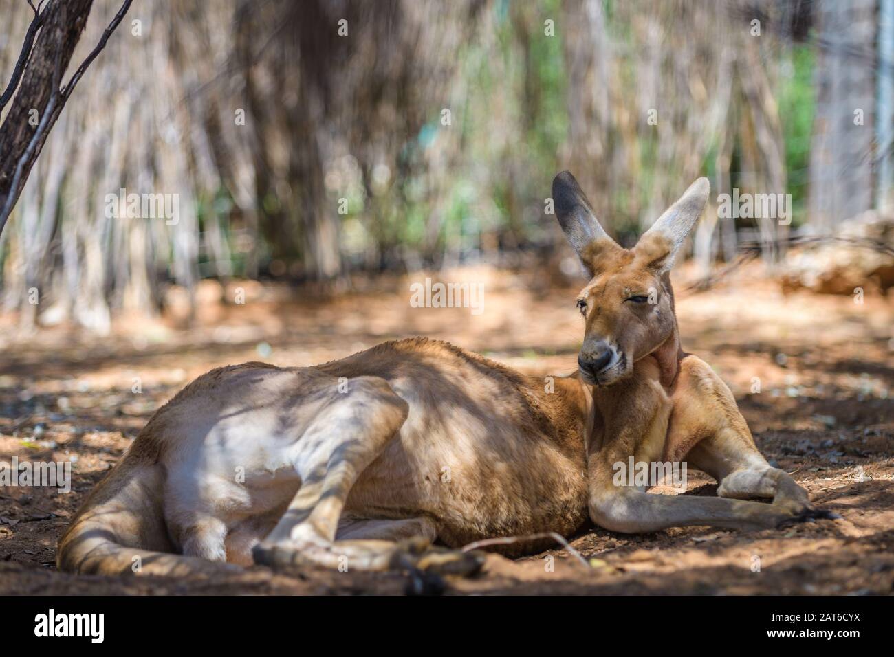 Blick auf ein großes männliches rotes Kangaroo in seinem Staubbett im Schatten von Wüstenbüschen in der Nähe von Alice Springs, Zentralaustralien. Stockfoto