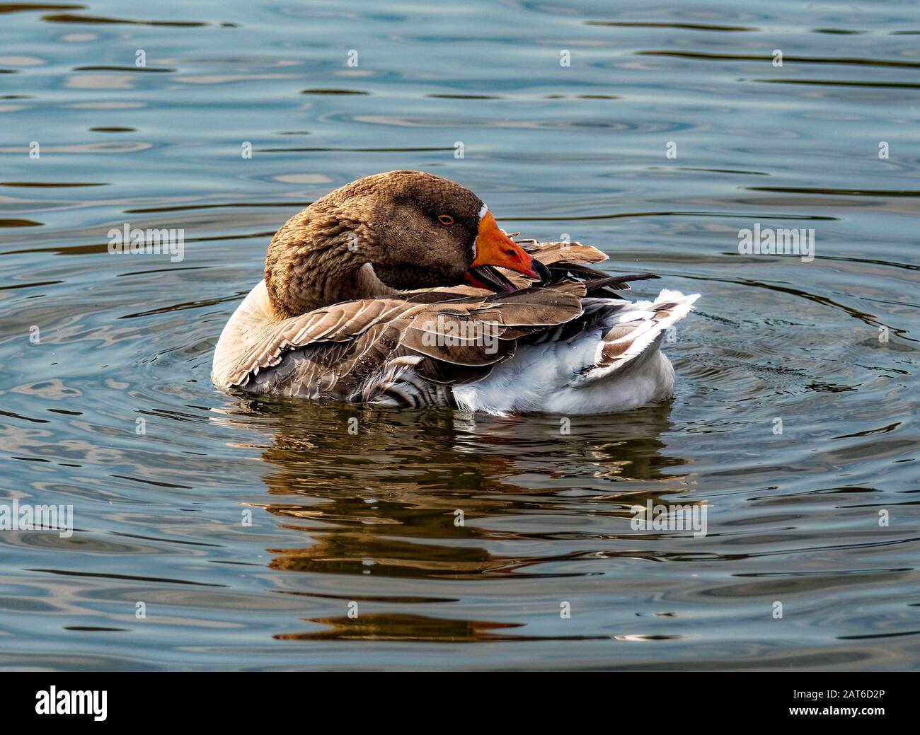 Graylag Gans (Anser Anser) im Balboa Lake CA USA Stockfoto