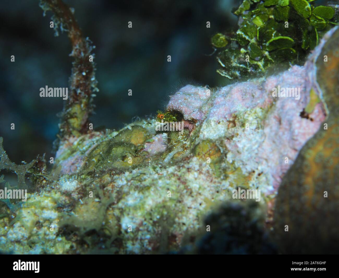 Rauer Kopfblennig (Acanthemblemaria aspera) OLYMPUS DIGITALKAMERA 100 mm Makroobjektiv Grand Cayman Stockfoto