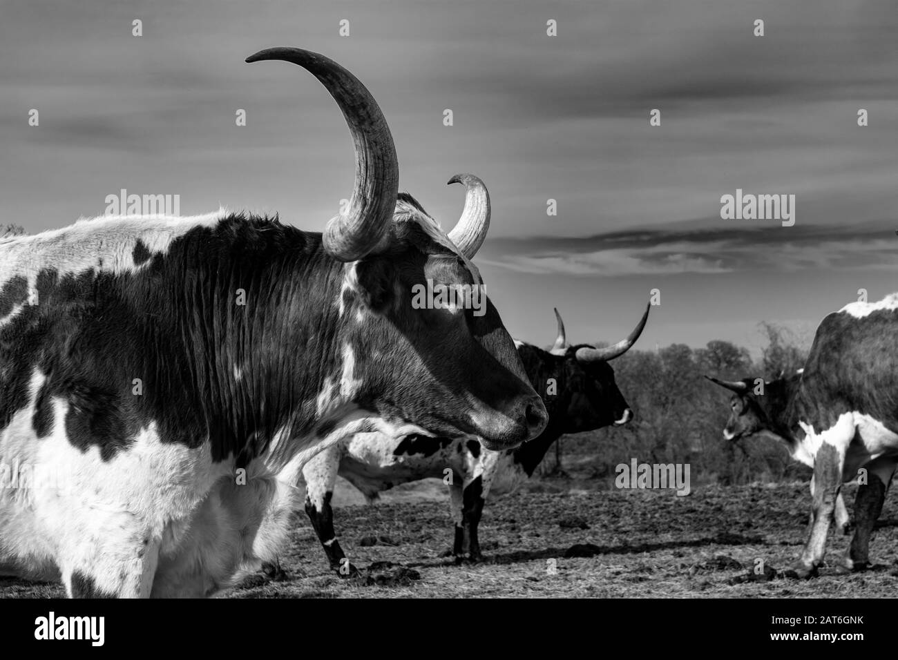 Ein Nahprofil des Kopfes und lange, gebogene, scharfe Hörner eines großen Longhorn-Stiers, der in einer Ranch-Weide mit anderen Rindern in seiner Herde steht. Stockfoto