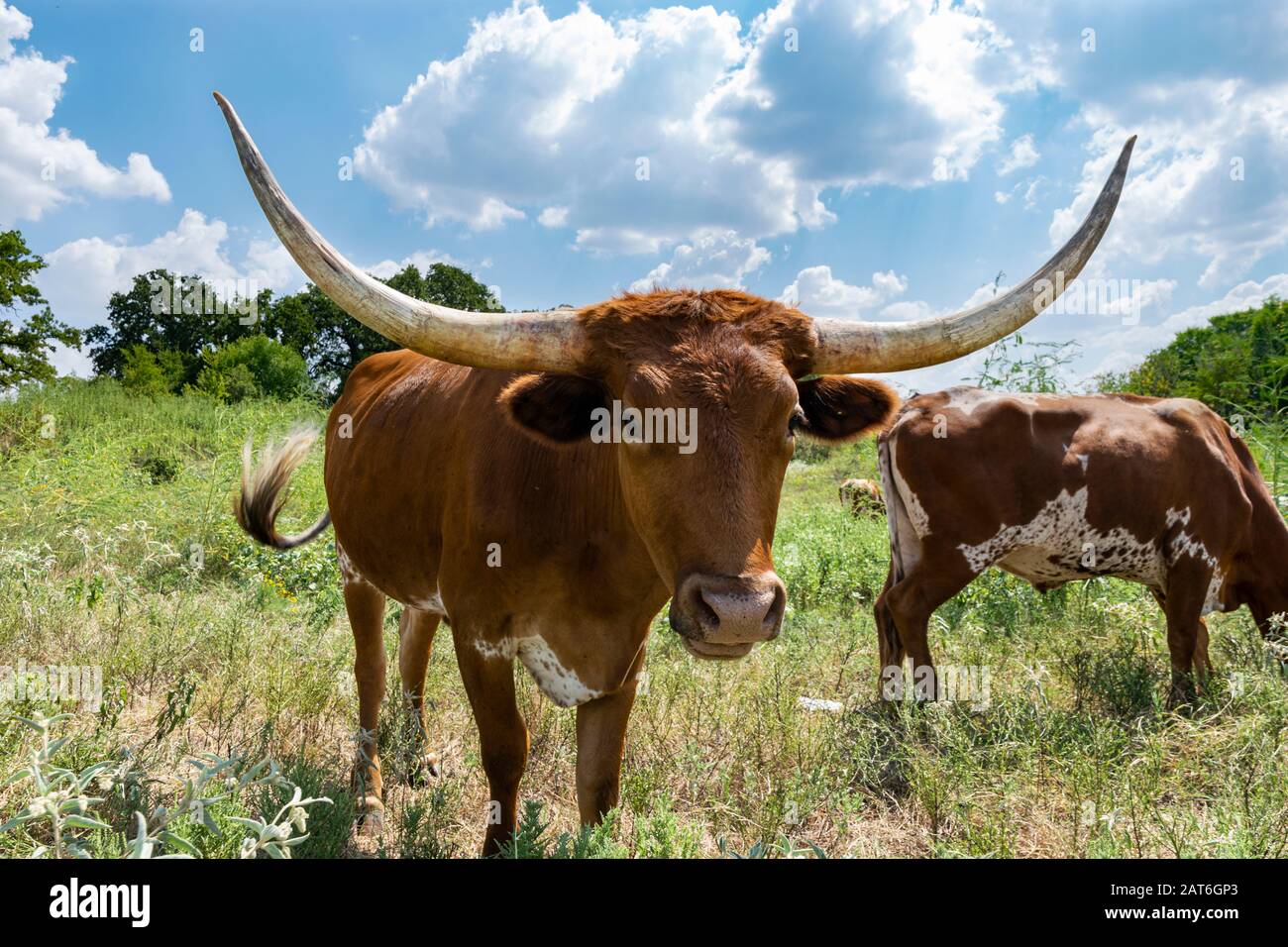 Nahprofil eines braunen Longhorn-Bullen mit lang gebogenen Hörnern, die in einer überwucherten Ranch-Weide mit anderen Rindern dahinter stehen. Stockfoto