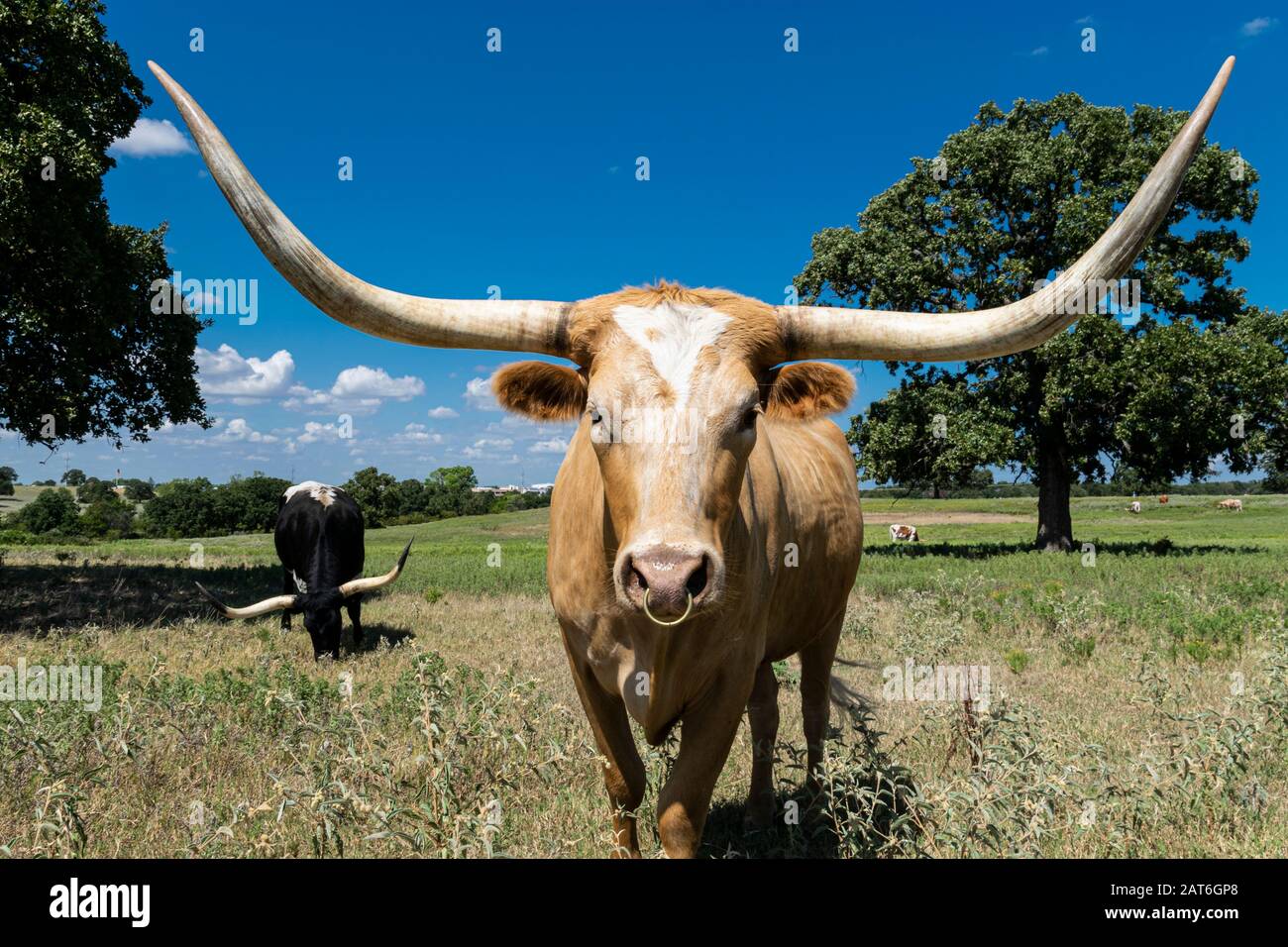 Nahaufnahme einer Tan- oder hellbraunen Longhorn-Kuh mit langen, scharfen, gebogenen Hörnern und einem Ring, dessen Nase in einer Ranch-Weide steht. Stockfoto