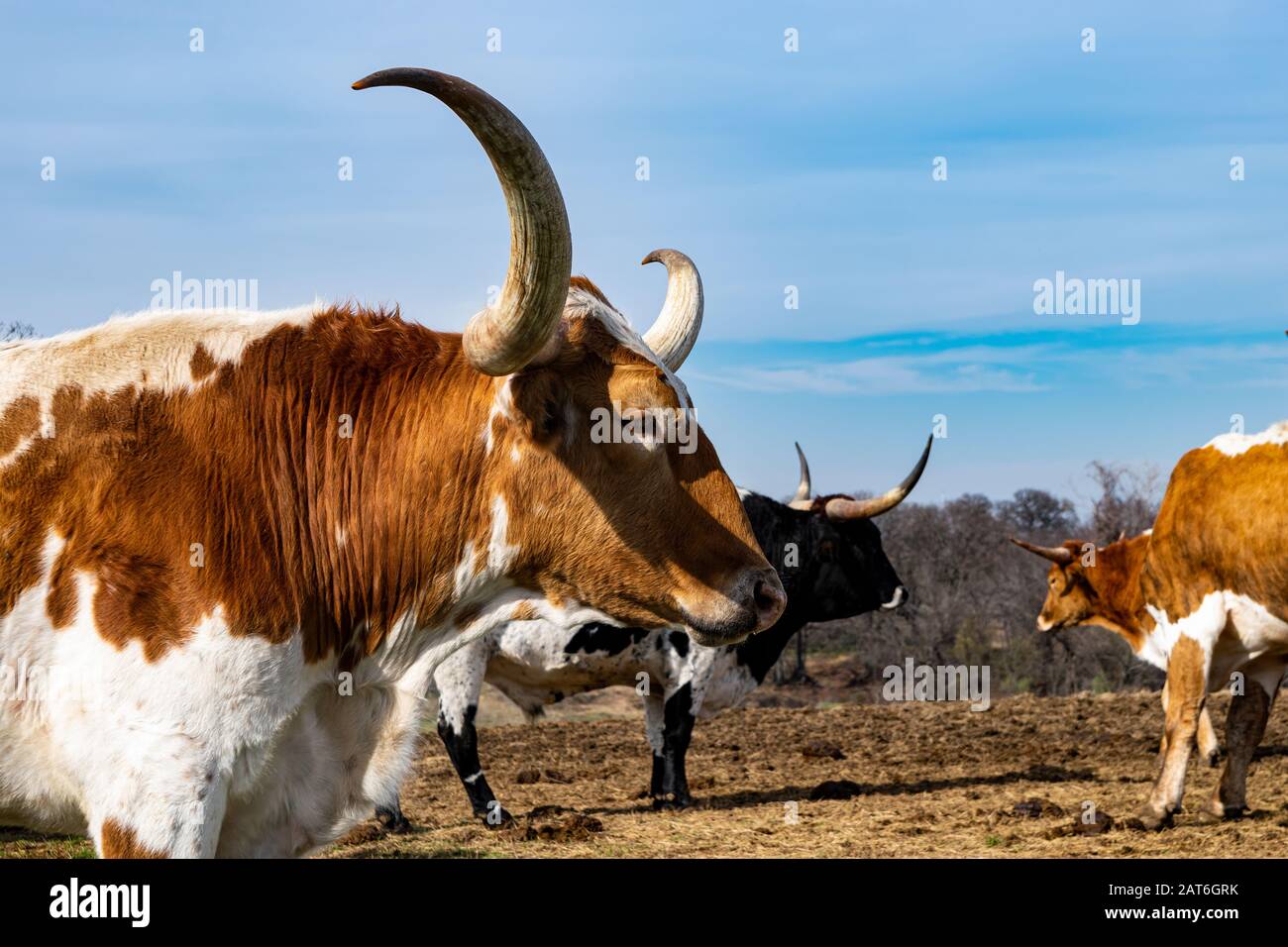 Ein Nahprofil des Kopfes und lange, gebogene, scharfe Hörner eines großen Longhorn-Stiers, der in einer Ranch-Weide mit anderen Rindern hinter sich steht. Stockfoto