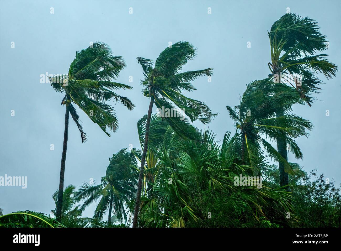 Wind und Regen wehende Palmen, die Bewegungsunschärfe erzeugen, während eines Taifun auf den Philippinen. Stockfoto
