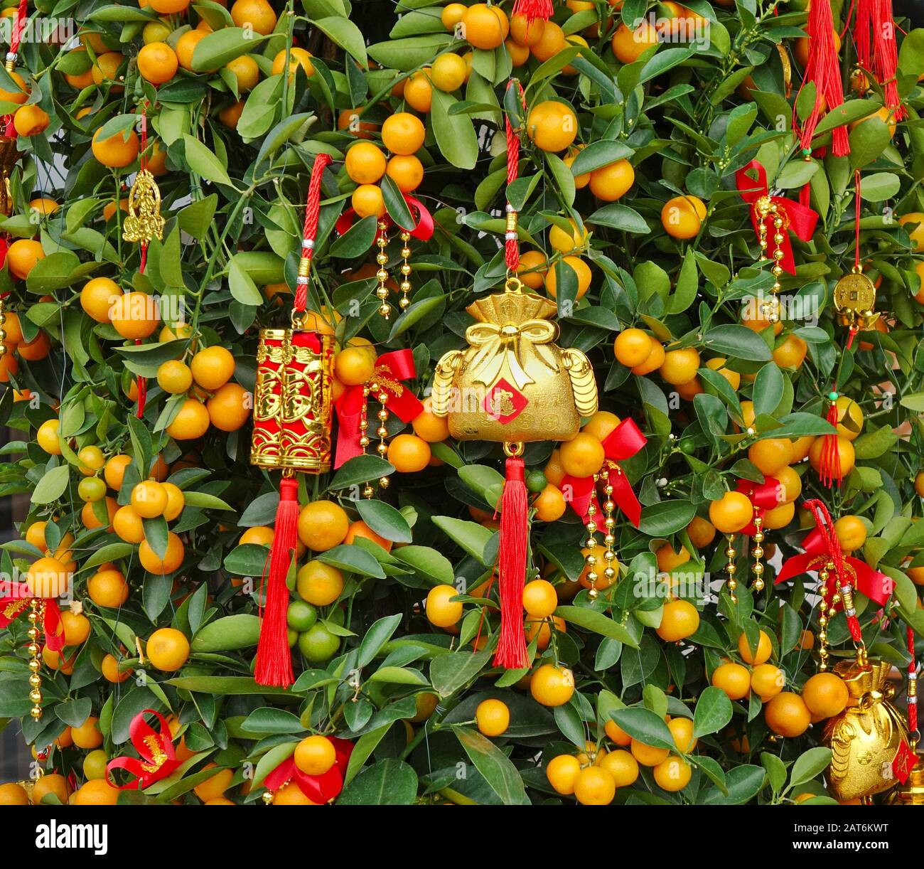 Ein Mandarinen-Orangenbaum mit chinesischen Neujahrsdekorationen und Symbolen Stockfoto