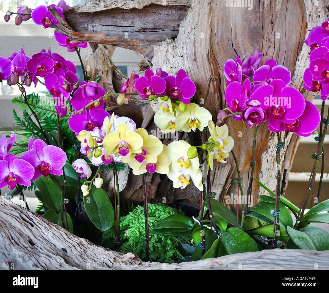 Violette und weiße und gelbe Blüte der Orchideenfamilie Phalaenopsis Stockfoto