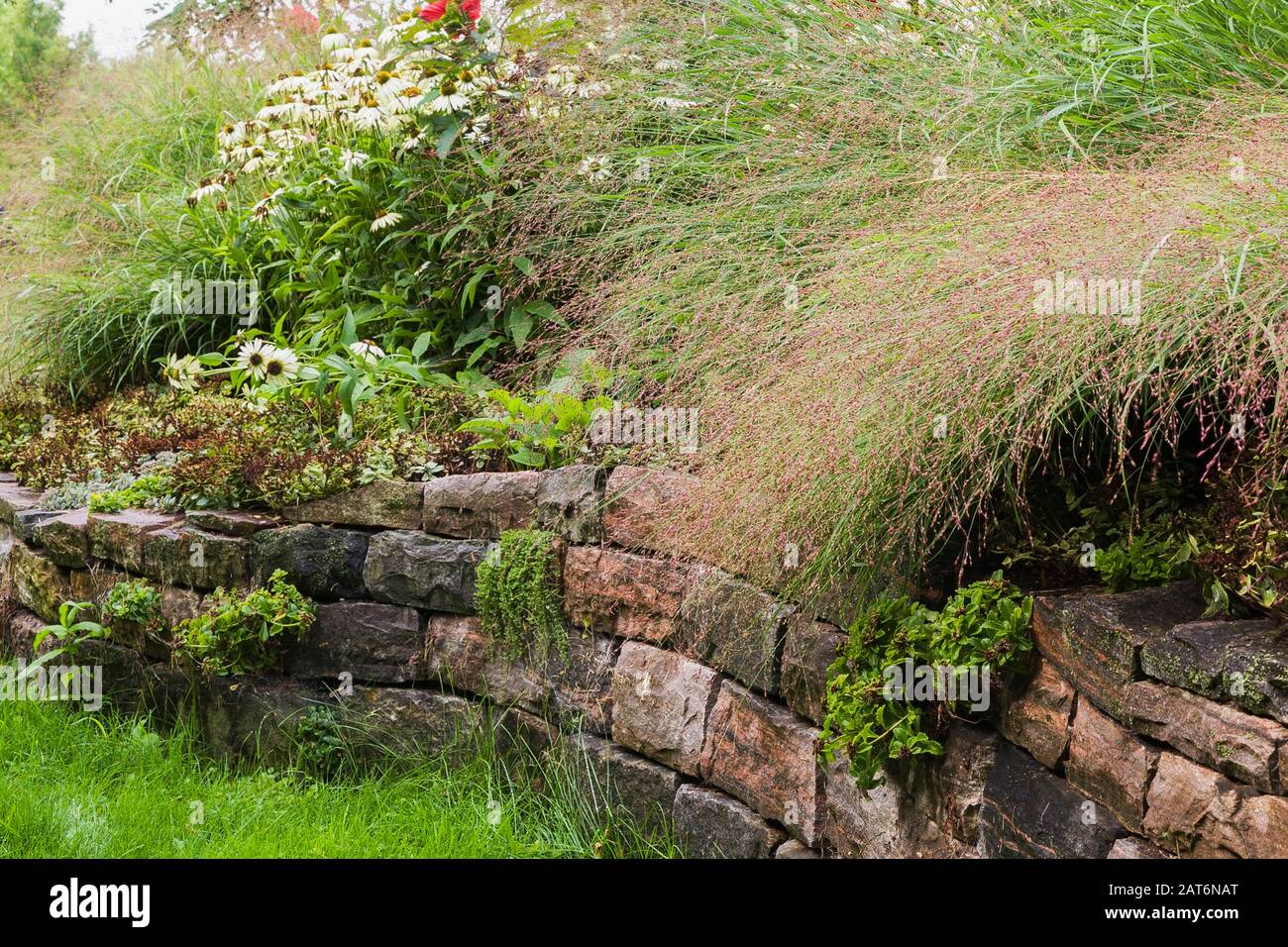 Sedum - Stonecrop, Muhlenbergia capillaris - Rosa muhly Gras , Echinacea - Kegelblumen in erhöhten Steinrand in schrägen Garten im Garten im Sommer Stockfoto