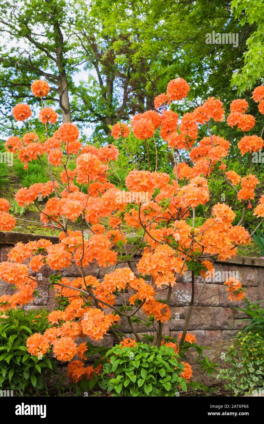 Rhododendron 'Mandarin Lights' Strauch in erhöhten Steinmauer Grenze in Garten im Garten im späten Frühjahr Stockfoto