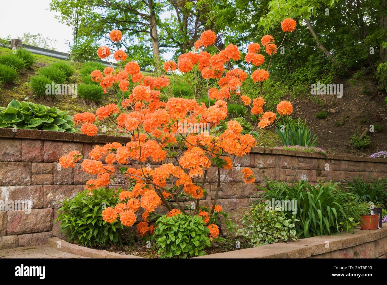 Rhododendron 'Mandarin Lights' Strauch in erhöhten Steinmauer Grenze in Garten im Garten im späten Frühjahr Stockfoto