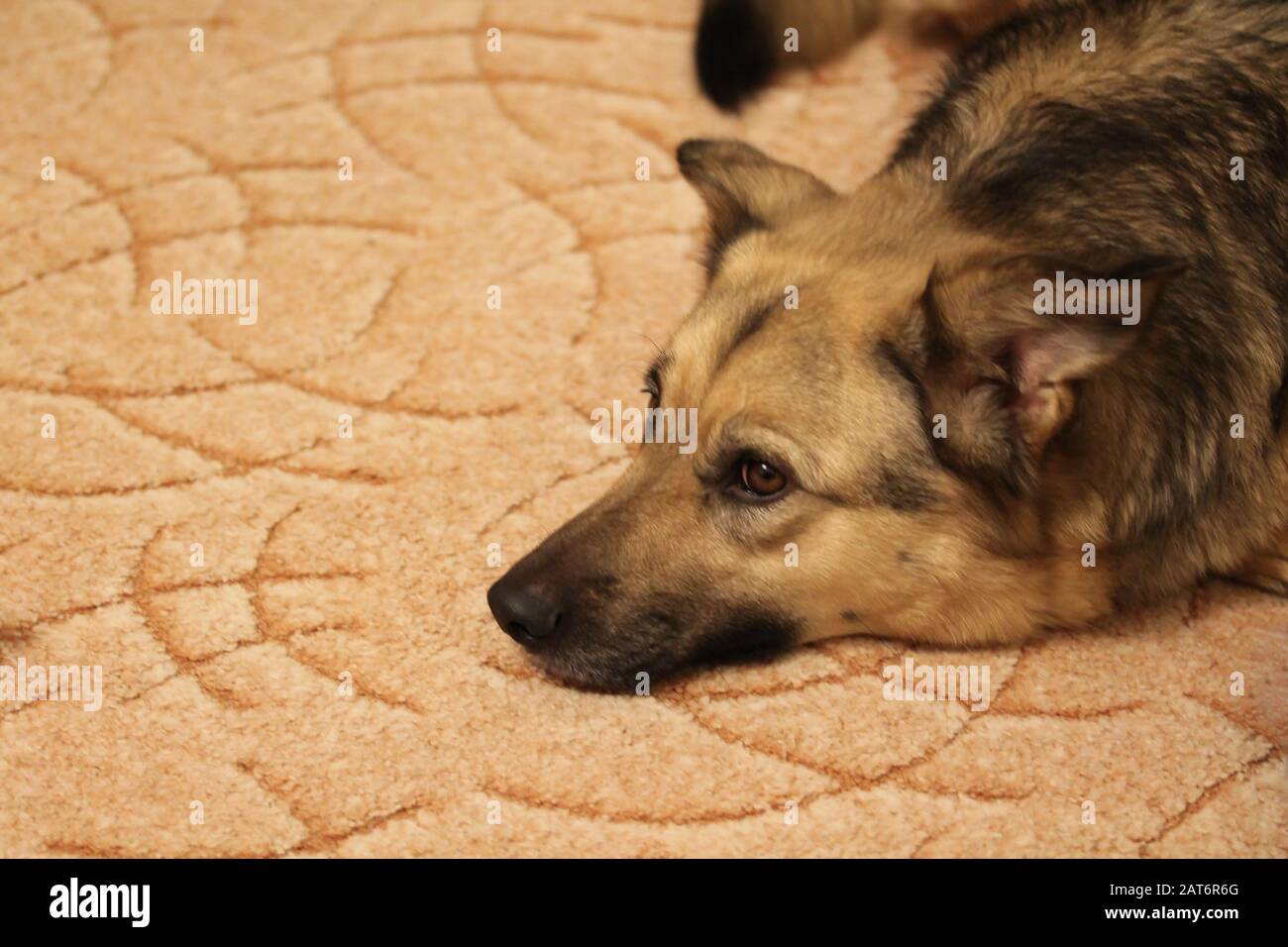 Hundeporträt der gemischten Rasse zu Hause. Haustier mit intelligenten braunen Augen. Fallen- oder Hängeohren. Großer oder mittelgroßer Puch. Kunstpelz in Sable. Stockfoto