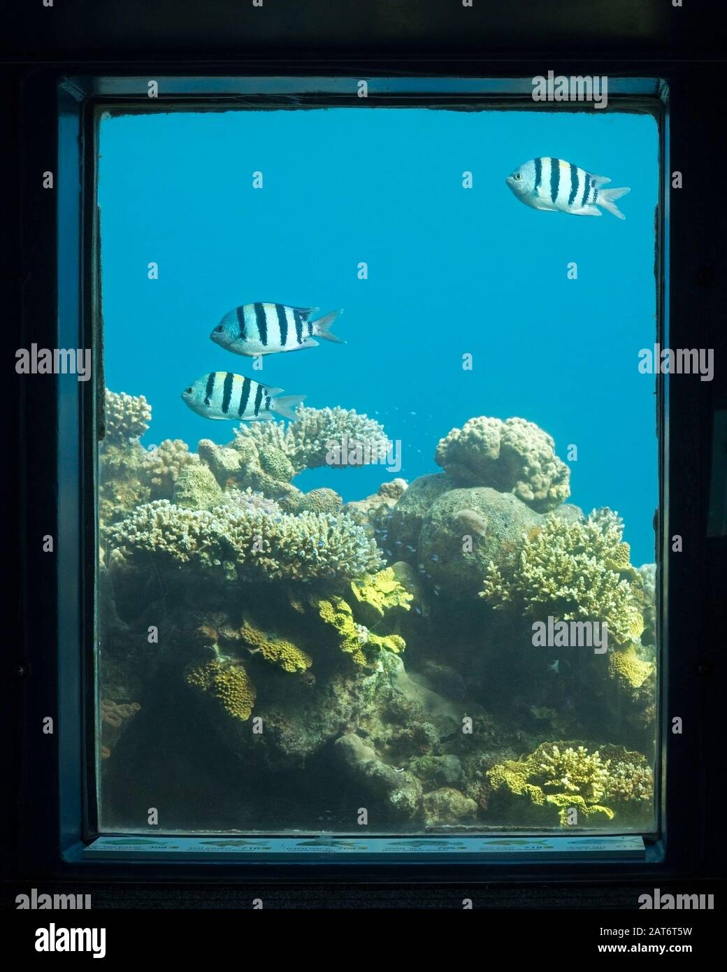 Sargeant Major Fisch sechs Meter unter der Oberfläche des Roten Meeres, durch ein Glasfenster im Unterwasserobservatorium Marine Park gesehen Stockfoto