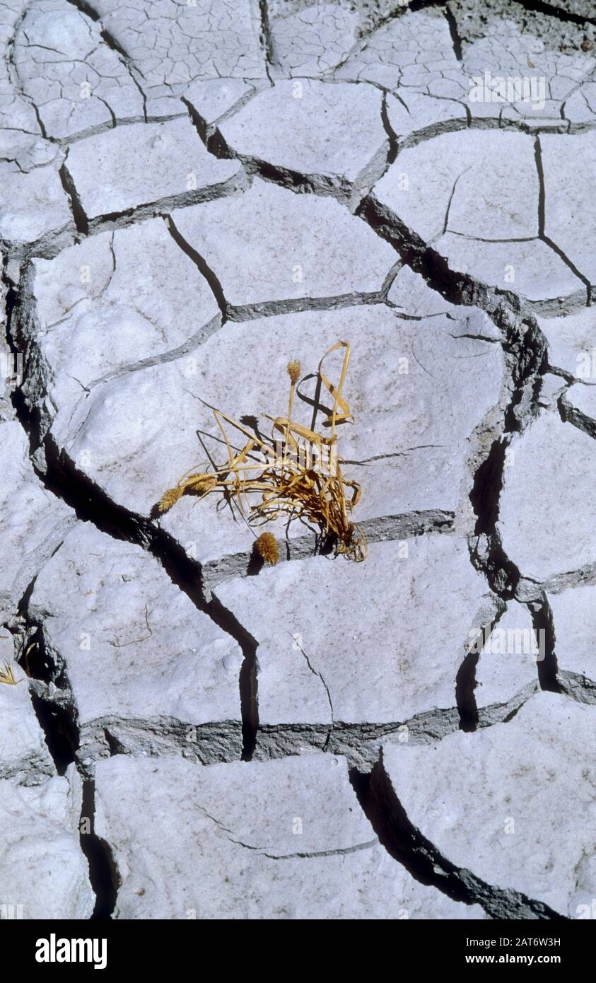 NACKTER SCHLAMM UND TOTE VEGETATION, NACH SCHWEREN DÜRREBEDINGUNGEN, AUSTRALIEN. Stockfoto
