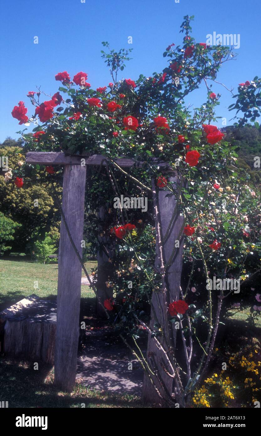 ROTER ROSENBUSCH „SYMPATHIE“ WÄCHST ÜBER HOLZGARTENSTRUKTUR. NEW SOUTH WALES, AUSTRALIEN. Stockfoto