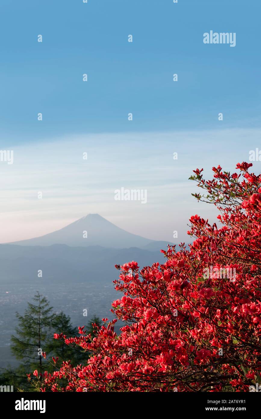 Mt. Fuji und Azalea Blüten Stockfoto