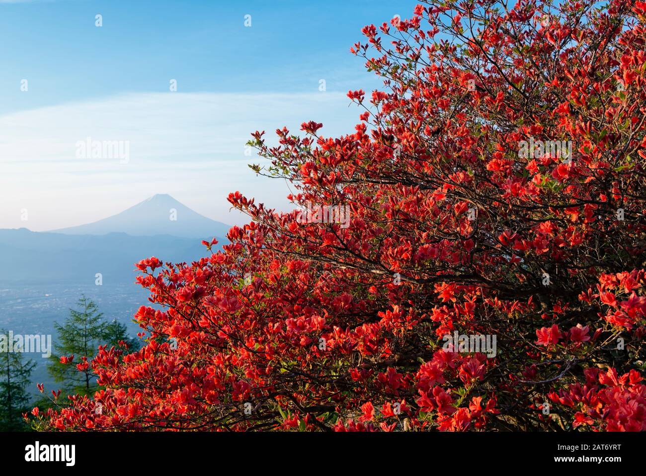 Mt. Fuji und Azalea Blüten Stockfoto