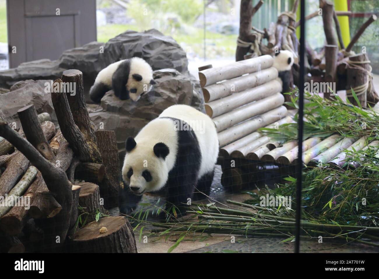 Deutschland, Berlin, 29.01.2020 Panda-Mutter Meng Meng mit Sohn. Erste Reise für die Panda-Zwillinge Pit (Meng Xiang) und Paule (Meng Yuan) im Berliner Zoo. Die beiden Zwillinge erkunden zusammen mit der Panda-Mutter Meng Meng das Gehege. Stockfoto