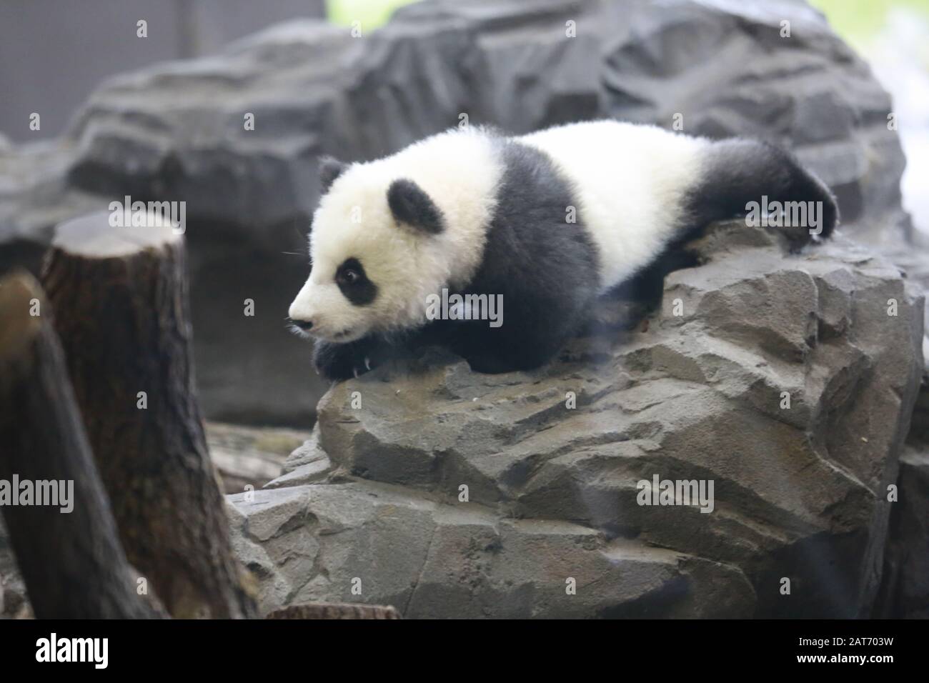 Deutschland, Berlin, 29.01.2020, Panda Zwilling. Erste Reise für die Panda-Zwillinge Pit (Meng Xiang) und Paule (Meng Yuan) im Berliner Zoo. Die beiden Zwillinge erkunden zusammen mit der Panda-Mutter Meng Meng das Gehege. Stockfoto