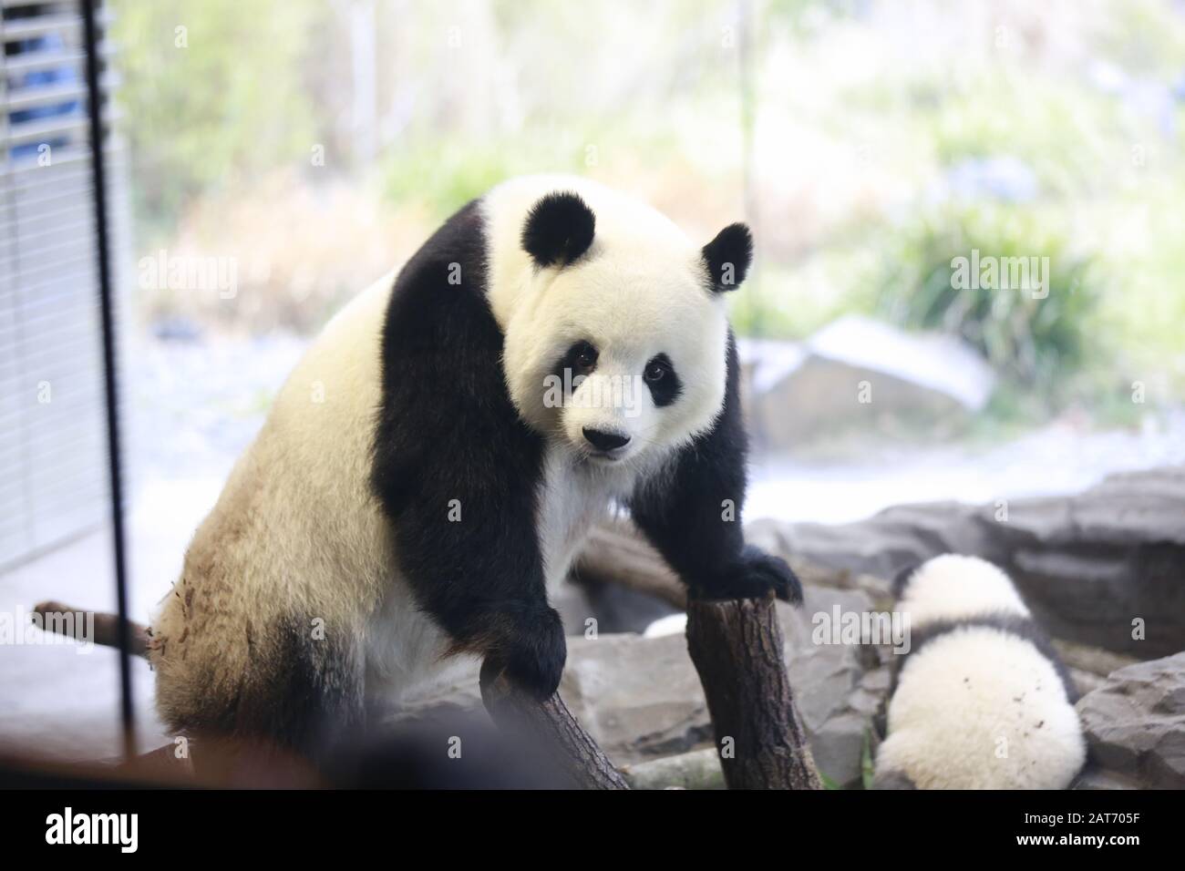 Deutschland, Berlin, 29.01.2020, Panda-Mutter Meng Meng. Erste Reise für die Panda-Zwillinge Pit (Meng Xiang) und Paule (Meng Yuan) im Berliner Zoo. Die beiden Zwillinge erkunden zusammen mit der Panda-Mutter Meng Meng das Gehege. Stockfoto