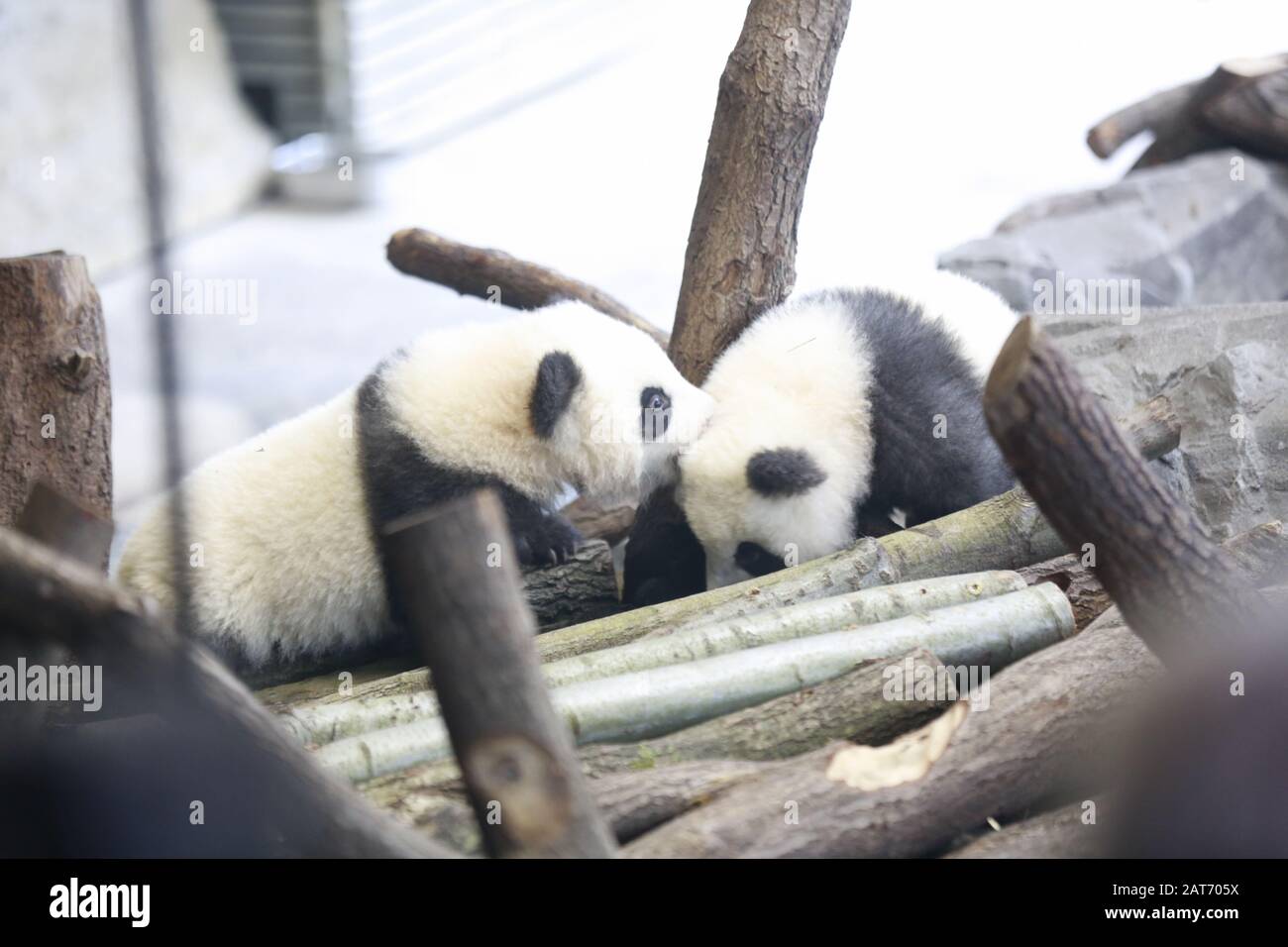 Deutschland, Berlin, 29.01.2020, Panda-Zwillinge Pit (Meng Xiang) und Paule (Meng Yuan). Erste Reise für die Panda-Zwillinge Pit (Meng Xiang) und Paule (Meng Yuan) im Berliner Zoo. Die beiden Zwillinge erkunden zusammen mit der Panda-Mutter Meng Meng das Gehege. Stockfoto